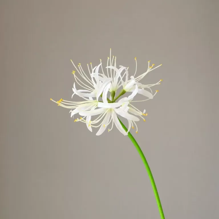 artificial spider flower