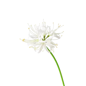 artificial spider lily