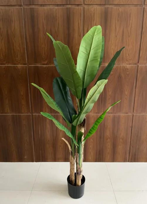 decorative banana tree