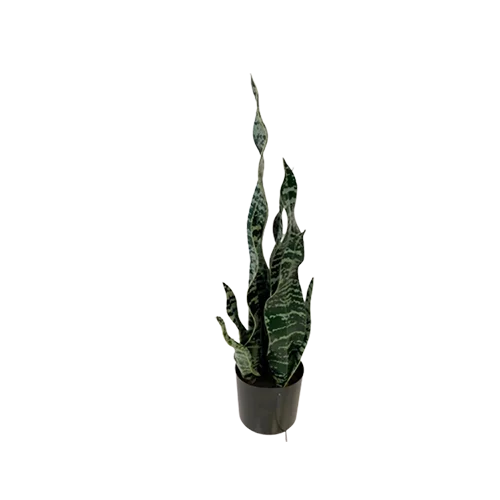 artificial snake plant