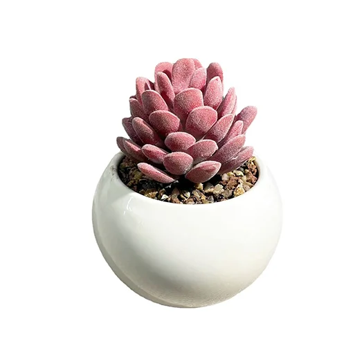 artificial succulents in pots