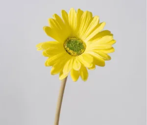 artificial yellow gerbera daisy