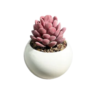 Artificial Succulents in Pots