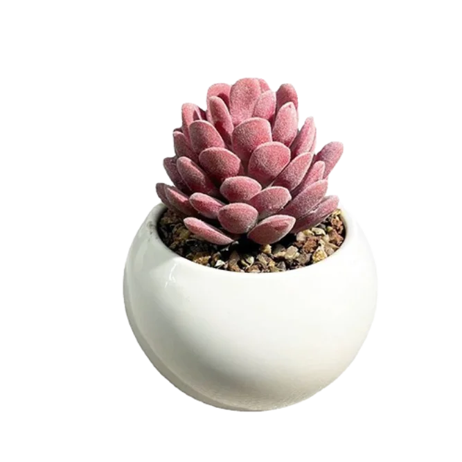 Artificial Succulents in Pots