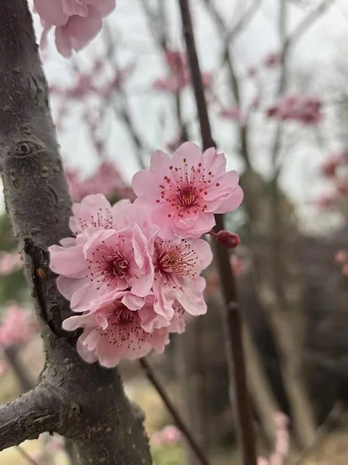 cherry blossom